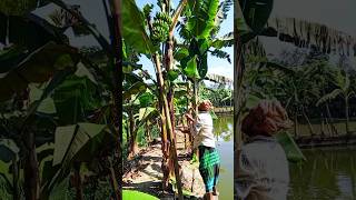 Banana cutting scene Ep 1390 shorts viral trending [upl. by Arol]