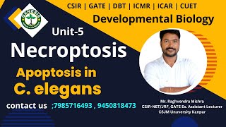 Necroptosis  Apoptosis in C elegans  Developmental Biology  Unit5 [upl. by Bryce881]