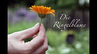 Die Ringelblume  Viriditas HeilpflanzenVideo [upl. by Amairam221]