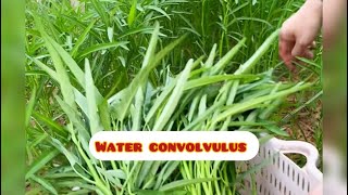 Harvest water convolvulus in front of house 🏡 life style at contryside with dav 👩🏻‍🍳 [upl. by Miah]