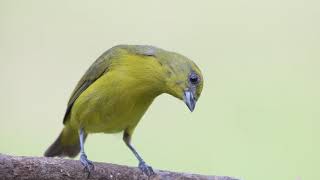 Yellow crowned Euphonia female [upl. by Lleznod588]