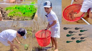 100s of Tadpoles by the Lake and Release Them [upl. by Ysac209]