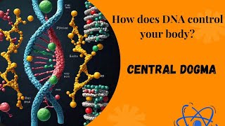 Understanding Central Dogma A stepbystep guide THE FUNDAMENTAL CONCEPT IN MOLECULAR BIOLOGY [upl. by Rocco]