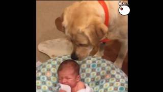 Labrador Stops Newborn Baby From Crying [upl. by Francine771]