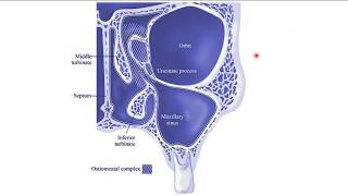 Osteomeatal Unit ENT [upl. by Niram]