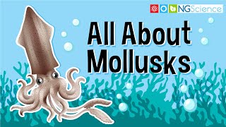 All About Mollusks [upl. by Nevanod439]