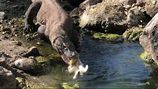 Komodo dragons swallow wild ducks in the river komodonationalpark amazing swallows komodo [upl. by Dianna]