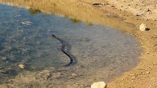 Texas Indigo Snake Brackettville TX [upl. by Airpal]