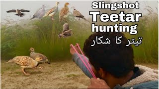 Teetar hunting slingshot [upl. by Enajyram]