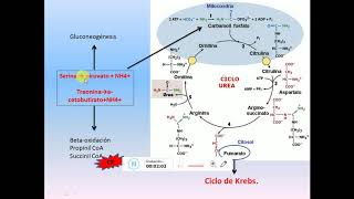 Rutas metabólicas integradas [upl. by Kulsrud549]