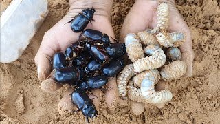 Catch earthworm amp rhino beetle Catch insects worms earthworms hunter insects [upl. by Pavlov799]