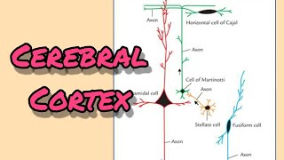 Cerebral cortex  Nerve cells fibers layers [upl. by Herzig]