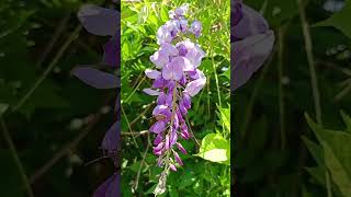 morsalkim çiçeği wisteria sinensis [upl. by Verile]