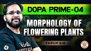 MORPHOLOGY OF FLOWERING PLANTS CLASS 11  DOPA PRIME 04  NEET 2025 DOPA PRIME SOLUTION TARUN SIR [upl. by Akinert725]