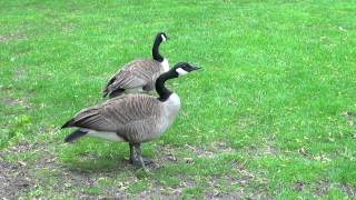 Angry Canada Geese in Victoria Park Kitchener Ontario [upl. by Annyrb]