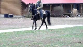 All American Cash 3 Year Old Tennessee Walking Horse Stud [upl. by Sucramad]