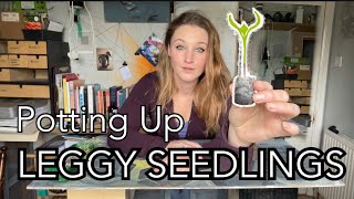 Leggy Seedlings  How to fix leggy seedlings [upl. by Ahsaelat]