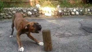 barking boxer puppy [upl. by Danni]