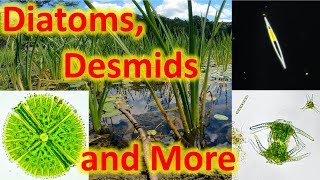 Diatoms desmids and more [upl. by Emylee]