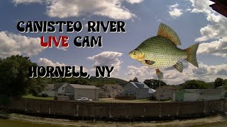 Canisteo River Live Cam 247  Hornell New York  8222024 [upl. by Bryner]