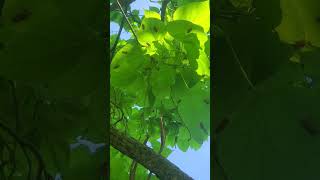 Brood XIII 17 Year Cicada Exoskeletons on the Big Leaves of a Catalpa Tree in Illinois [upl. by Ermey267]