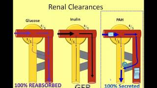 The Nephron in Numbers A Video of Renal Clearance [upl. by Higley]