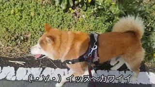 ヽ・∀・ノイッヌ〜柴犬同族だ！shiba inu dog [upl. by Nevai622]