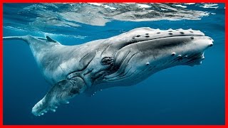 Humpback Whale The Ocean Singer  Full Documentary HD [upl. by Enutrof]