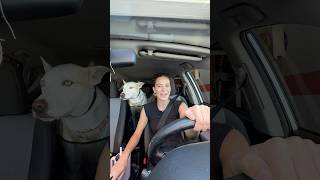 Does ur dog like the car wash 🐶🧼 dogshorts dog pets puppy funnyvideo funny funnyshorts [upl. by Estren602]