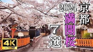 2024年4月7日撮影 満開京都の桜7選 祇園白川筋 東寺 二条城 円山公園 知恩院 建仁寺 鴨川花の回廊 [upl. by Notsuh361]