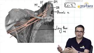 Upper Limb Cadaveric  Anatomy by Dr Ashwani Kumar  DBMCI CHENNAI  eGurukul [upl. by Llesirg]