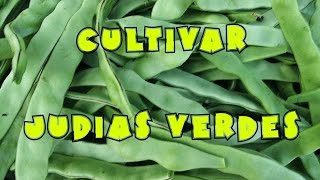 Cultivo de judías verdes  frijoles  tuhuertofacil [upl. by Signe]