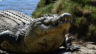 Crocs in Rocky [upl. by Elamaj]