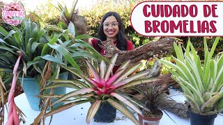 PLANTANDO BROMELIAS EN TRONCOS │Candy Bu [upl. by Rednaeel214]