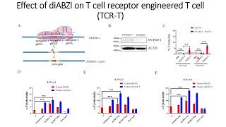 Effects of DiaBZl on Tcell engineered with IG4HAT on cytotoxicity against tumor cells Code 700 [upl. by Kyne481]