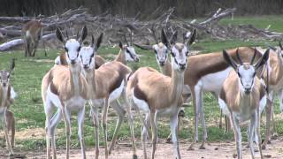 Quelques bébés animaux visibles à la Réserve Africaine de Sigean au printemps 2013 [upl. by Nela584]