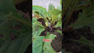 Gerbera Time Lapse ll Gerbera Flower short shorts Gerbera flower [upl. by Kahaleel18]