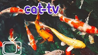 CATTV  Boredom Blasting Fish Videos for Cats [upl. by Aicnilav]