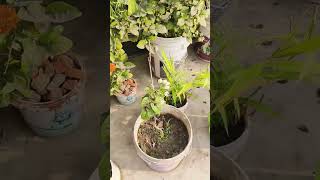 Lemon tree terracegarde gardenflowers love terracegardeng gardenplants diy terracegardning [upl. by Lymann]