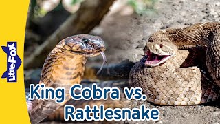 King Cobra vs Rattlesnake Amazing Facts About Two Cool Snakes  Little Fox [upl. by Aillicec]