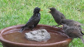 European Starling family triplets bathing  first lessons [upl. by Burgener568]