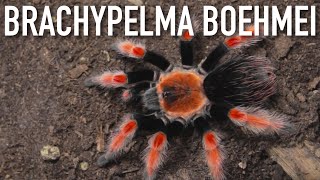 Brachypelma boehmei  feeding HD [upl. by Elwina601]