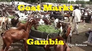 From Senegambia to the Goat MarketGeiten Markt Gambia [upl. by Llertac]