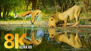 Amazing Wildlife of Botswana  8K Nature Documentary Film with music [upl. by Akelahs]