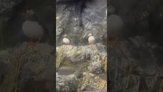 puffin birds puffins aquarium nature naturelovers [upl. by Vories]