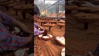 Beautiful REISHI Lingzhi Mushroom Harvesting satisfying RomFarm [upl. by Latsyek]