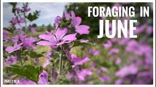 Foraging in June Part 2 of 3  UK Wildcrafts Foraging Calendar Series [upl. by Attesoj]