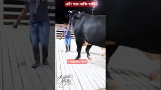 দেখুন হাতির মতো বিশাল গরু World biggest cow cow গরু shortvideo [upl. by Centeno523]