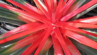 Mystery Plant Bromelia Balansae bromeliads [upl. by Yllime]