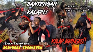 HOROR Bantengan kebo ireng  b0c1L kesurupan demit bledok semeru sruduk ratusan warga babatan [upl. by Ycats843]